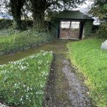 Rattery Snow Drops 2