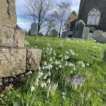Rattery Snow Drops 3