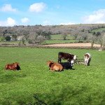 Cows