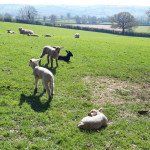 sheep